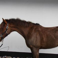 Hollandsk Sportspony Joker