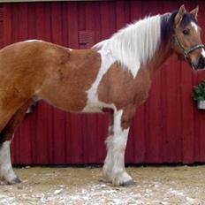 Anden særlig race Sean Connery*kommet hjem*