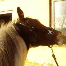Anden særlig race Pepsie