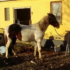 Anden særlig race Pepsie