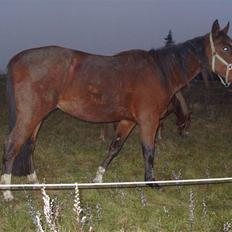 Traver hazel park (d)