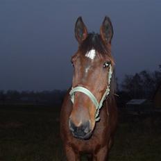 Traver hazel park (d)