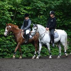 Anden særlig race Kondi