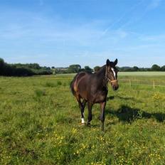 Holstener La Mari-Bell