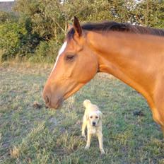 Dansk Varmblod Engdal´s Lantamos (solgt)