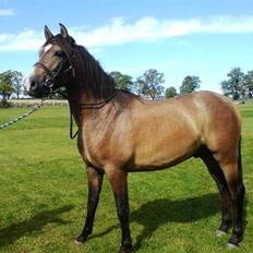 Pura Raza Española Fuego-G