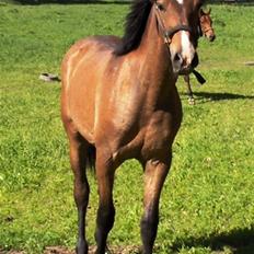 Pura Raza Española Fuego-G