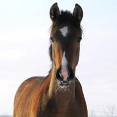 Pura Raza Española Fuego-G