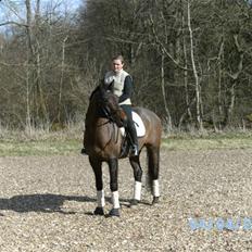 Trakehner Aschianti