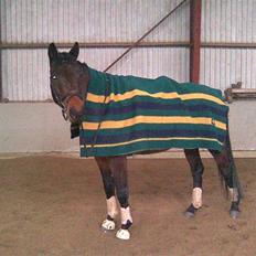 Trakehner Aschianti
