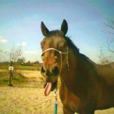 Trakehner Aschianti