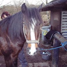 Irish Cob Loke  (Gammel part)