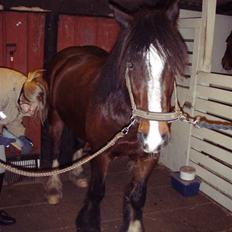 Irish Cob Loke  (Gammel part)
