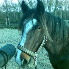 Irish Cob Loke  (Gammel part)