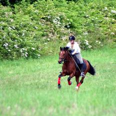 Welsh Pony af Cob-type (sec C) Bysteds Kassio *Solgt!* 