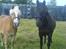 Haflinger Bianca - Biance og Scahdow