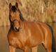 Pinto Hoelgaards Heart Breaker 