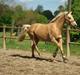 Palomino Marielunds Gold MelodyBoy