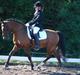 Welsh Pony af Cob-type (sec C) Bysteds Kassio *Solgt!* 