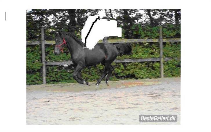 Dansk Varmblod Lillemarken's Abrikoos (solgt) - Min flyvende Pegasus...:P billede 15