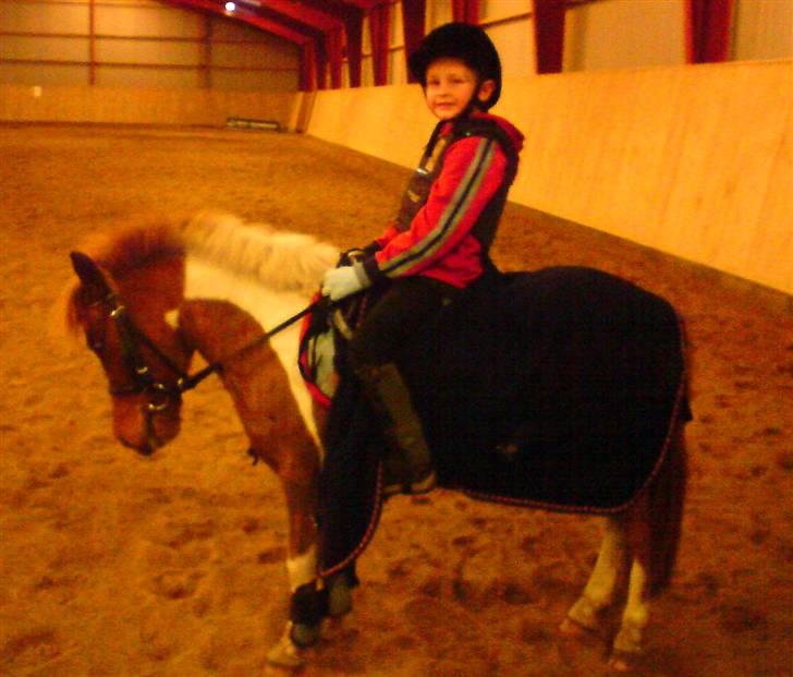 Shetlænder Hugo Boss*solgt* billede 1