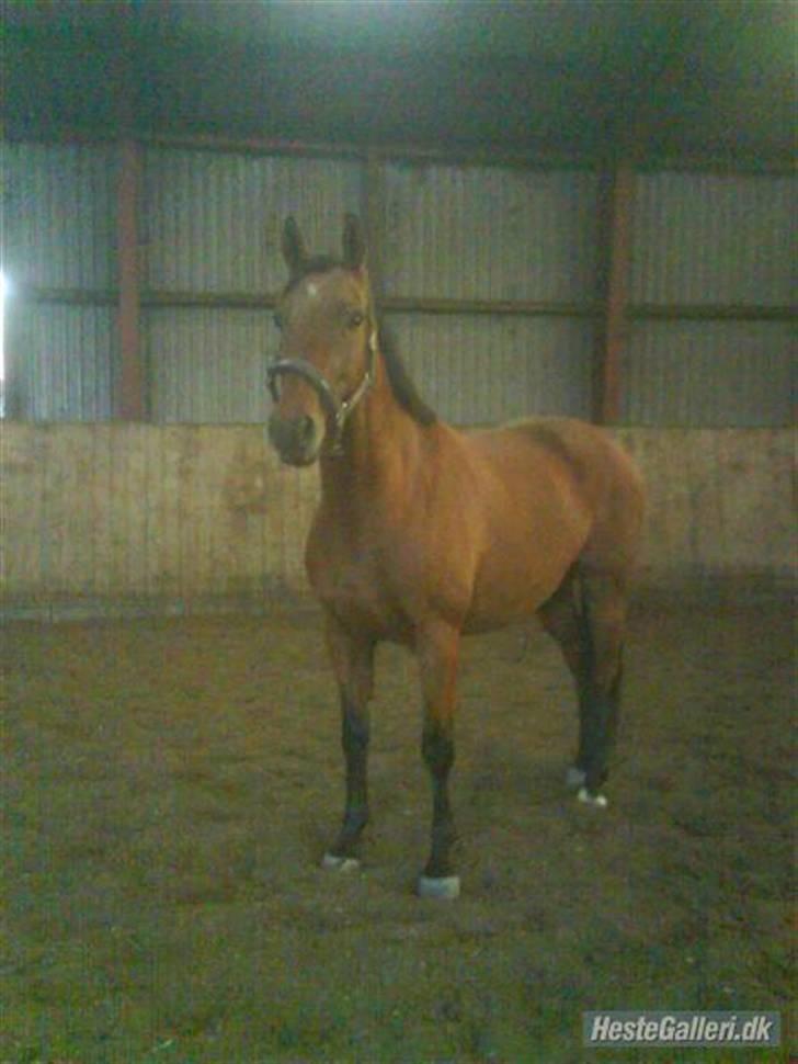 Dansk Varmblod Ranatha Girl - Ranatha lige da vi fik hede hjem billede 2