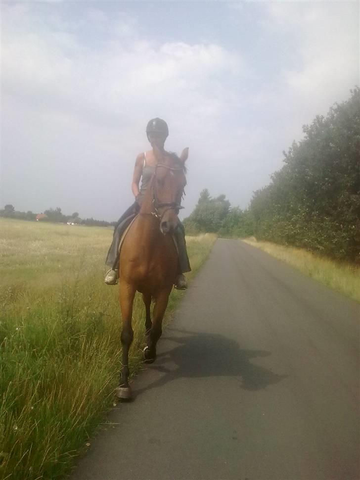 Dansk Varmblod Ranatha Girl - 2/8-09 billede 3