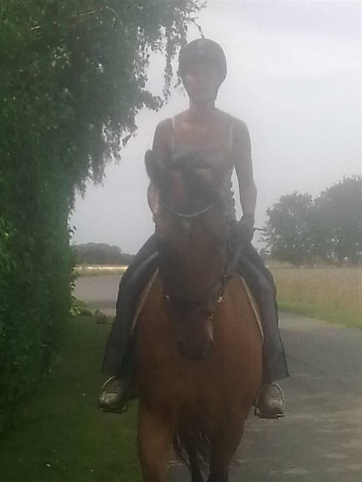 Dansk Varmblod Ranatha Girl - 2/8-09 billede 5