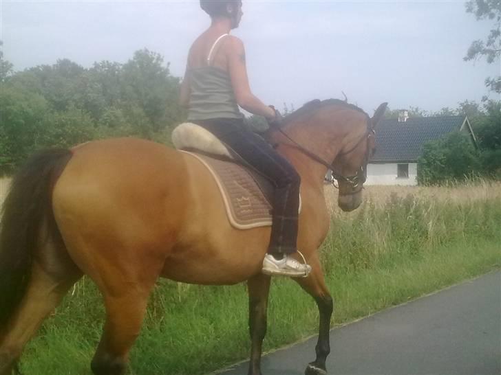 Dansk Varmblod Ranatha Girl - 2/8-09 billede 8