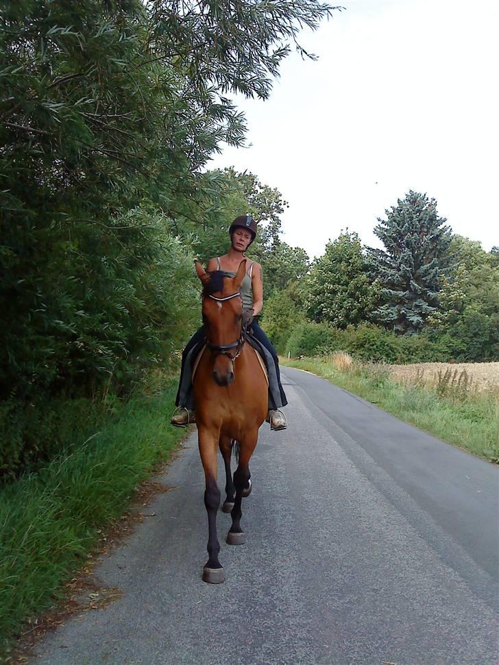 Dansk Varmblod Ranatha Girl - 2/8-09 billede 9