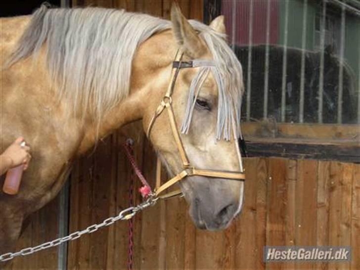 Anden særlig race Smukke Zally billede 3