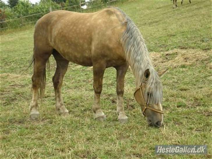 Anden særlig race Smukke Zally billede 4