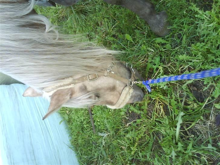 Anden særlig race Smukke Zally billede 5