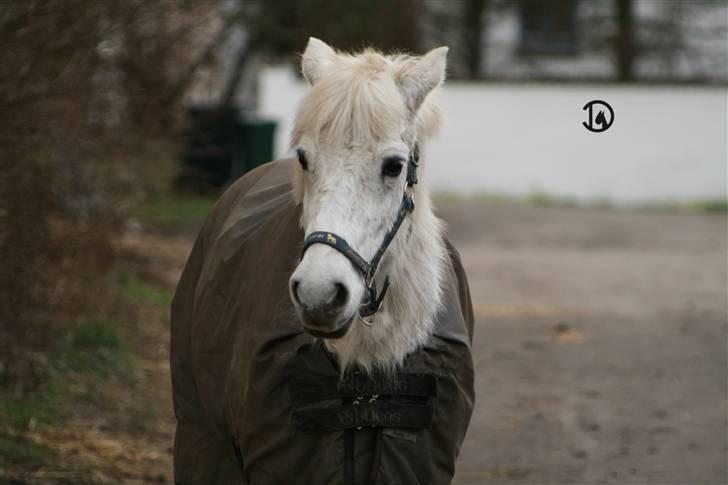 Anden særlig race Belinda  †  R.I.P  † - Belinda er på vej ned på folden. (; billede 4