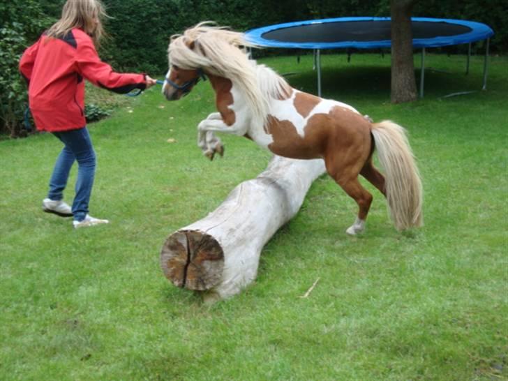 Miniature Superman Fra Supersesse - Altid fuld af fart. elsker dig <3( i må kun kopirere billederne hvis i få lov af mig) billede 13