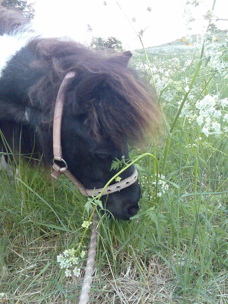 Miniature Prinsesse Fra Supersesse - prinsesse med mig på en dejlig skovtur ( i må kun kopirere billederne hvis i få lov af mig) billede 14