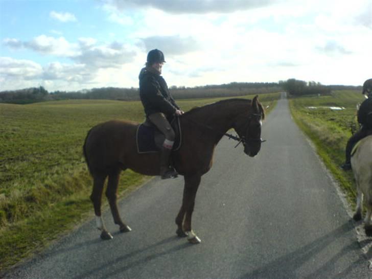 Svensk Varmblod Larkando Monet - Tur billede af mig og Monet ;D billede 4