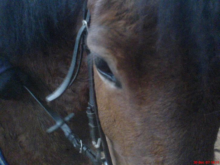 New Forest Tanholt Lukas *Halvpart* billede 12