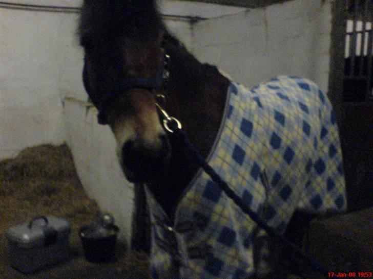 New Forest Tanholt Lukas *Halvpart* billede 13