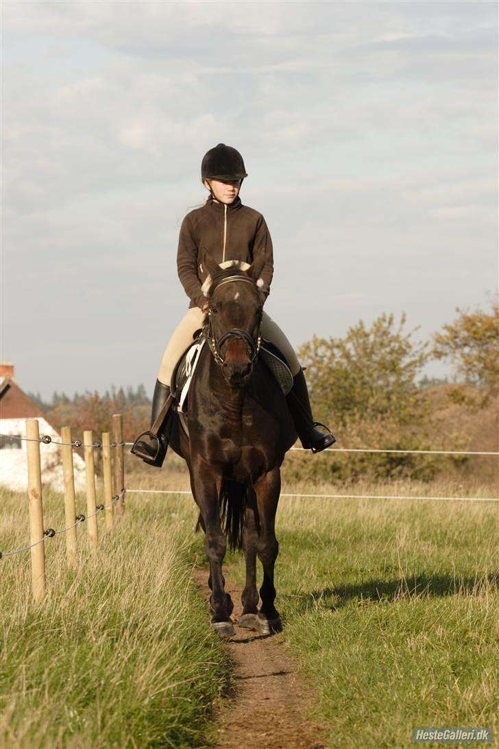 Anden særlig race Tyra - Ridetur hjemme - Foto: Per Andersen billede 4