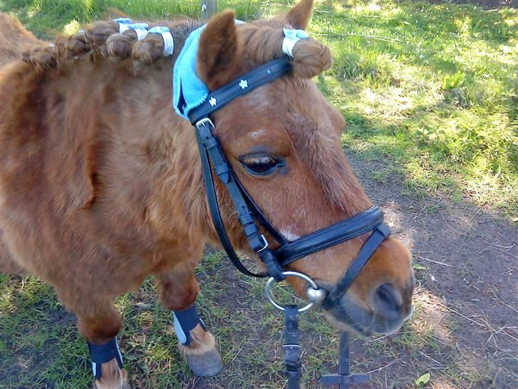 Shetlænder Rasmus - Velkommen til Rasmus´s profil ! :) <3 billede 1