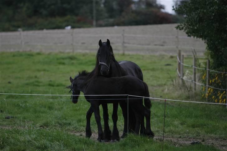Frieser Willy 'fan Panhuys' billede 11