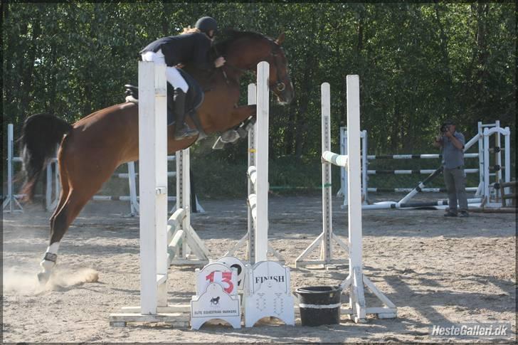 Dansk Varmblod Royal Valens R.I.P billede 1