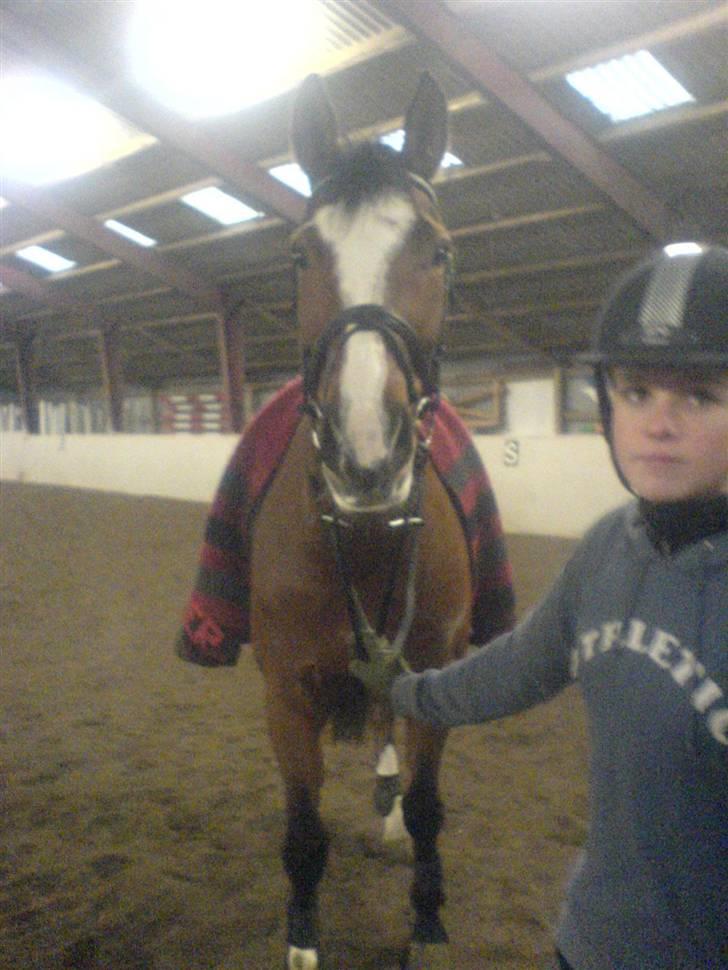 Dansk Varmblod Royal Valens R.I.P billede 3