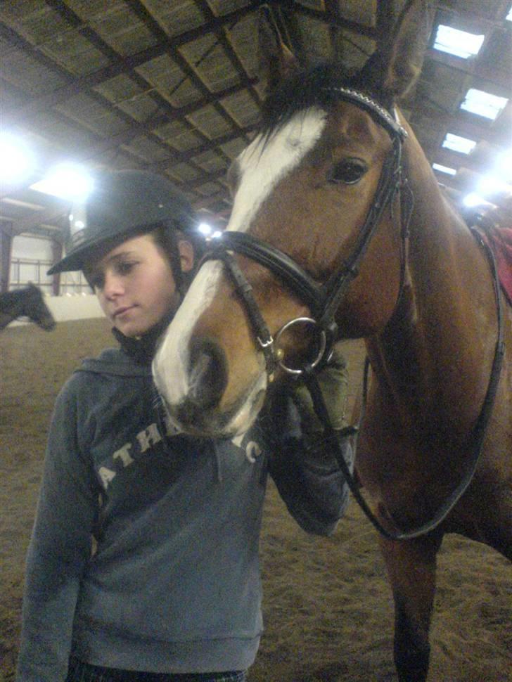 Dansk Varmblod Royal Valens R.I.P billede 5