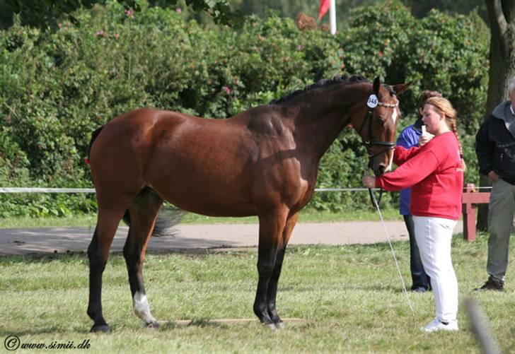 Dansk Varmblod Miss Manley R.I.P 23/10 billede 8