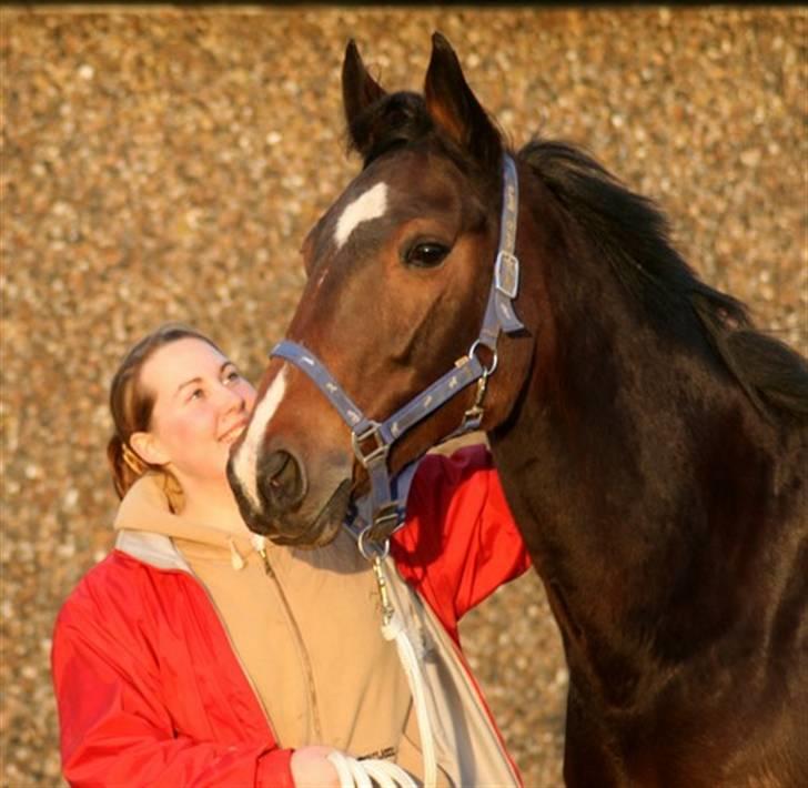 Dansk Varmblod Miss Manley R.I.P 23/10 billede 9