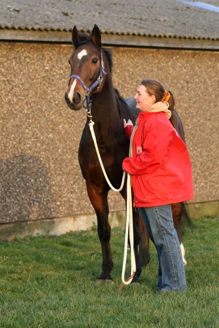 Dansk Varmblod Miss Manley R.I.P 23/10 billede 11