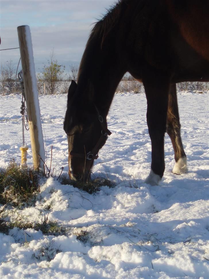 Traver By Densi Print  - By Densi i sneen d. 25.11.08 billede 1