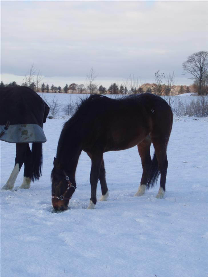 Traver By Densi Print  - d. 25.11.08 billede 3